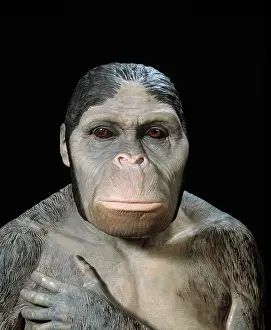 Australopithecus: Australopithecus africanus