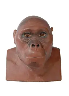 Australopithecus: Australopithecus africanus