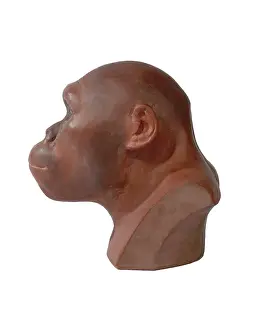 Simia: Australopithecus africanus