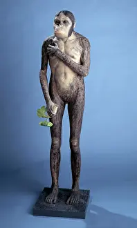 Australopithecus: Australopithecus africanus model