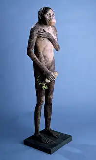 Australopithecus: Australopithecus africanus model