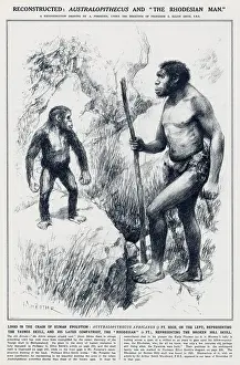 Australopithecus: Australopithecus and the Rhodesian Man
