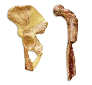 Simia: Australopithecus sp. thigh & hip bone
