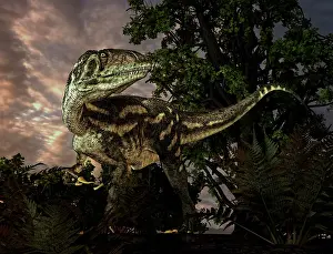 Allosaurid: Australovenator was a theropod dinosaur from the Early ?