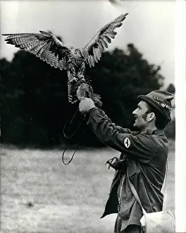 Goshawk: Austria - Hungary - Romania