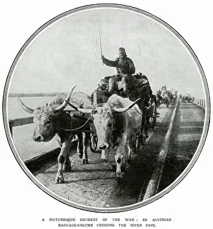 Bullocks: This Austrian cart is being hauled by bullocks