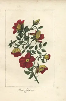 Capucine: Austrian copper rose, Rosa foetida
