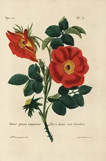 Jaune: Austrian copper rose, Rosa foetida