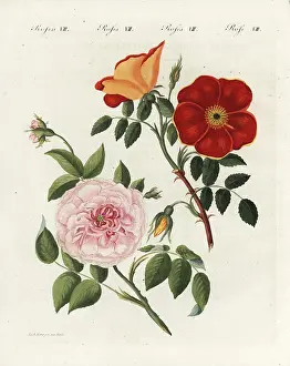 Bertuch: Austrian copper rose and white virgin rose