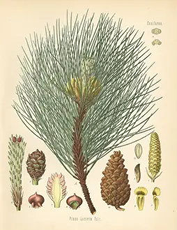 Subsp: Austrian pine or black pine, Pinus nigra subsp. laricio