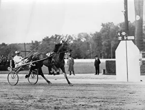 Trotters: Austrian Trotters-Derby