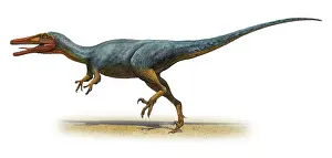 Velociraptor: Austroraptor cabazai, a prehistoric era dinosaur