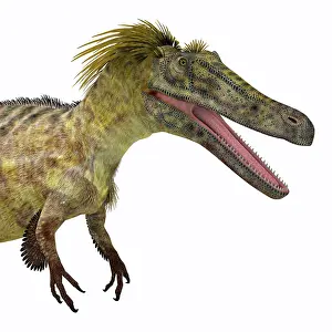 Talon: Austroraptor dinosaur head