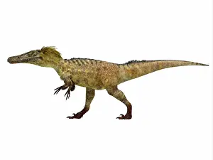 Dromaeosaurid: Austroraptor dinosaur, side profile