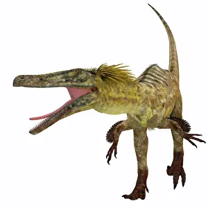 Dromaeosaurid: Austroraptor dinosaur, front view
