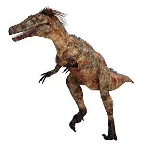 Dromaeosaurid: Austroraptor dinosaur, side view on white background