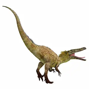 Dromaeosaurid: Austroraptor dinosaur on white background