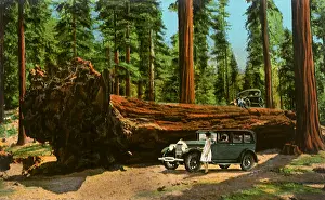 Californias: Auto Log, Sequoia National Park