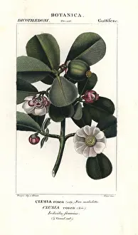 Rosea: Autograph tree, Clusia rosea