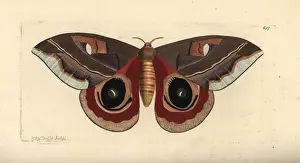 Janus: Automeris janus moth