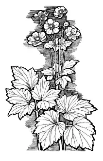 Lilley: Autumn Anemone
