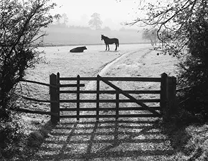 Harmoniously: AUTUMN ANIMALS
