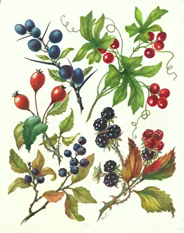 Blackberries: Autumn Berries