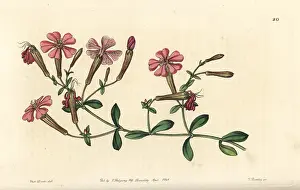 Catchfly: Autumn catchfly or schafta, Silene schafta