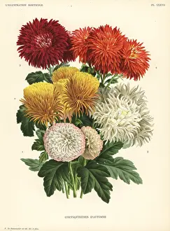 Laing: Autumn chrysanthemum hybrids
