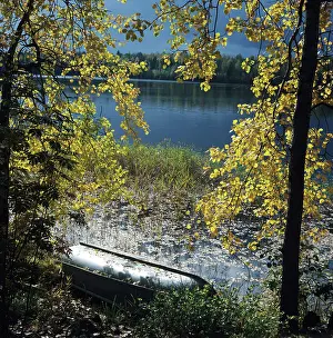 Fill: Autumn colors, 1980