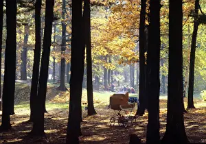 Fill: Autumn colors, 1981