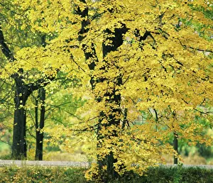 Fill: Autumn colors, 1981