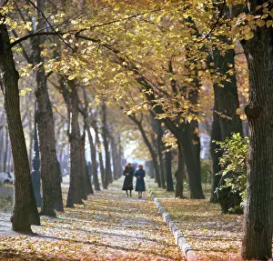 Fill: Autumn colors, 1981