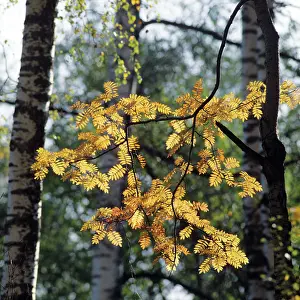 Fill: Autumn colors, 1981