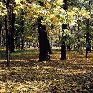 Fill: Autumn colors, 1981