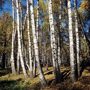 Fill: Autumn colors, 1981