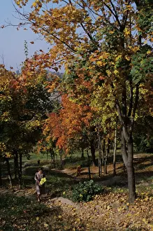 Fill: Autumn colors, 1983
