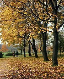 Fill: Autumn colors, 1984
