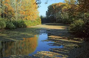 Fill: Autumn colors, 1984