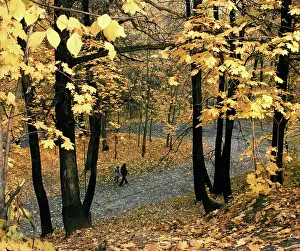 Fill: Autumn colors, 1984