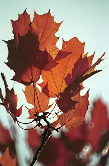 Mamontov: Autumn colors, 1991