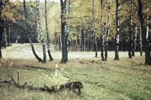 Fill: Autumn colors, 1992