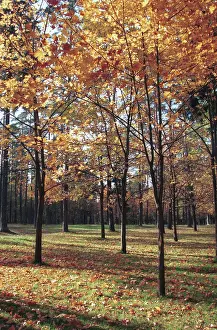 Fill: Autumn colors, 1995