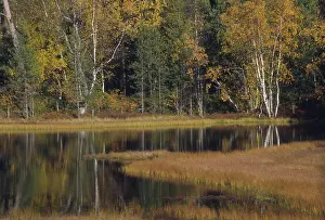Fill: Autumn colors, 1995
