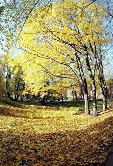 Fill: Autumn colors, 1997