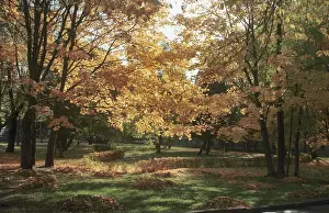 Fill: Autumn colors, 1997