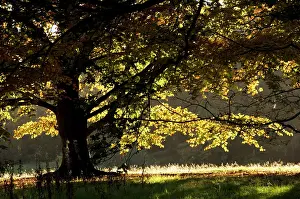 Kenwood: Autumn colour