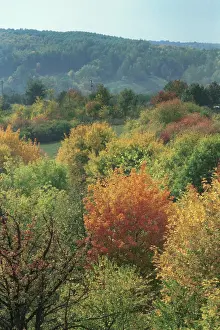 Morev: Autumn colours, 1999