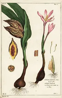 Filius: Autumn crocus, Colchicum autumnale