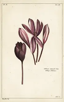 Filius: Autumn crocus, Colchicum autumnale